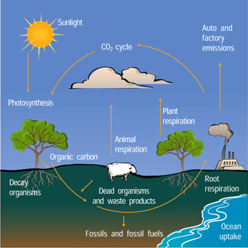 5 Steps of the Carbon Cycle Process | Kiwi Energy